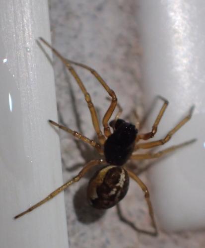 Pachygnatha degeeri